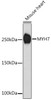 Cell Biology Antibodies 11 Anti-MYH7 Antibody CAB7564