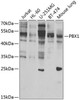 Developmental Biology Anti-PBX1 Antibody CAB7567