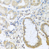 Cell Biology Antibodies 11 Anti-CCL11 Antibody CAB7569