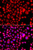 Cell Biology Antibodies 11 Anti-CCL11 Antibody CAB7569