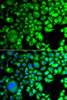 Epigenetics and Nuclear Signaling Antibodies 4 Anti-TBPL1 Antibody CAB7575