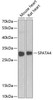 Cell Biology Antibodies 11 Anti-SPATA4 Antibody CAB7608