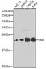 Cell Death Antibodies 2 Anti-Bax Antibody CAB7626