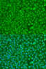 Cell Cycle Antibodies 2 Anti-Chk1 Antibody CAB7653