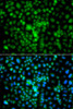 Cell Death Antibodies 2 Anti-CIDEA Antibody CAB7655