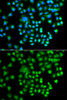 Cell Biology Antibodies 11 Anti-PRKACG Antibody CAB7715