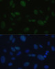 Cell Biology Antibodies 11 Anti-PRKDC Antibody CAB7716