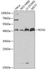 Cell Biology Antibodies 11 Anti-RCN2 Antibody CAB7721