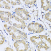 Cell Biology Antibodies 11 Anti-RCN2 Antibody CAB7721