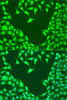 Cell Death Antibodies 2 Anti-MAP2K4 Antibody CAB7724