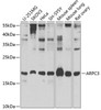 Cell Biology Antibodies 11 Anti-ARPC3 Antibody CAB7767