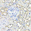 Cell Biology Antibodies 11 Anti-SCG3 Antibody CAB7799