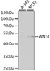 Metabolism Antibodies 2 Anti-WNT4 Antibody CAB7809
