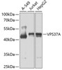 Cell Biology Antibodies 11 Anti-VPS37A Antibody CAB7853