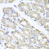 Cell Cycle Antibodies 2 Anti-SPICE1 Antibody CAB7855