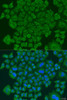 Cell Biology Antibodies 11 Anti-NDUFS7 Antibody CAB7862
