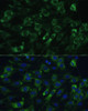 Metabolism Antibodies 2 Anti-EEF1G Antibody CAB7891