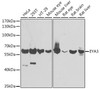 Epigenetics and Nuclear Signaling Antibodies 4 Anti-EYA3 Antibody CAB7893