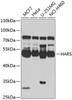 Metabolism Antibodies 2 Anti-HARS Antibody CAB7899