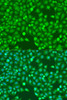 Cell Death Antibodies 2 Anti-MEF2A Antibody CAB7911