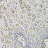 Cell Biology Antibodies 11 Anti-SPR Antibody CAB7928