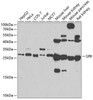 Cell Biology Antibodies 11 Anti-SPR Antibody CAB7928