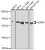 Epigenetics and Nuclear Signaling Antibodies 4 Anti-FUBP3 Antibody CAB7948