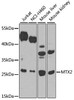 Cell Biology Antibodies 11 Anti-Metaxin-2 Antibody CAB7958