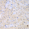 Cell Biology Antibodies 11 Anti-ARHGEF9 Antibody CAB7964