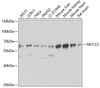 Cell Biology Antibodies 11 Anti-MCCC2 Antibody CAB7990