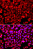 Cell Biology Antibodies 11 Anti-NDUFV1 Antibody CAB8014