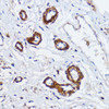 Cell Biology Antibodies 11 Anti-MYLK Antibody CAB8041