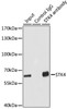 Cell Death Antibodies 2 Anti-STK4 Antibody CAB8043