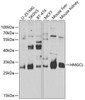 Cell Biology Antibodies 11 Anti-HMGCL Antibody CAB8052