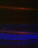 Metabolism Antibodies 3 Anti-RDH5 Antibody CAB8055