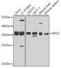 Epigenetics and Nuclear Signaling Antibodies 4 Anti-RFC5 Antibody CAB8056