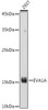 Cell Death Antibodies 2 Anti-EVA1A Antibody CAB8070