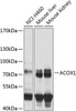 Metabolism Antibodies 3 Anti-ACOX1 Antibody CAB8091