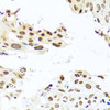 Cell Biology Antibodies 11 Anti-RAB3IP Antibody CAB8094
