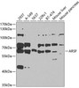Cell Biology Antibodies 11 Anti-Arylsulfatase F Antibody CAB8102