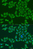 Cell Biology Antibodies 11 Anti-FKBP2 Antibody CAB8120