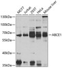 Immunology Antibodies 3 Anti-ABCE1 Antibody CAB8146