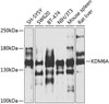 Cell Biology Antibodies 11 Anti-KDM6A Antibody CAB8159