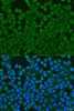 Cell Biology Antibodies 12 Anti-IL27RA Antibody CAB8176