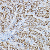 Cell Biology Antibodies 12 Anti-P2Y purinoceptor 14 Antibody CAB8178