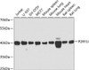 Cell Biology Antibodies 12 Anti-P2Y purinoceptor 14 Antibody CAB8178