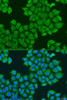 Cell Biology Antibodies 12 Anti-Syntaxin-12 Antibody CAB8200