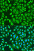 Cell Biology Antibodies 12 Anti-PARL Antibody CAB8232