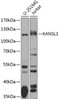 Cell Biology Antibodies 12 Anti-KANSL3 Antibody CAB8234