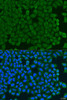 Cell Biology Antibodies 12 Anti-KCTD15 Antibody CAB8256